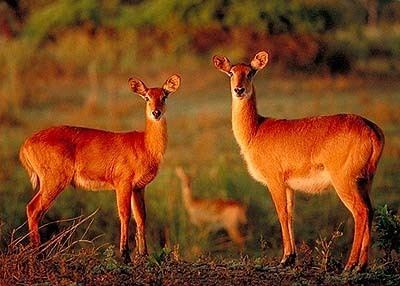 Puku Puku African Animals Antelope Wildlife Safariinfo