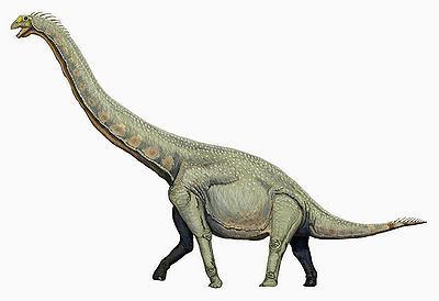 Pukyongosaurus Pukyongosaurus Encyklopedia Dinozaurycom
