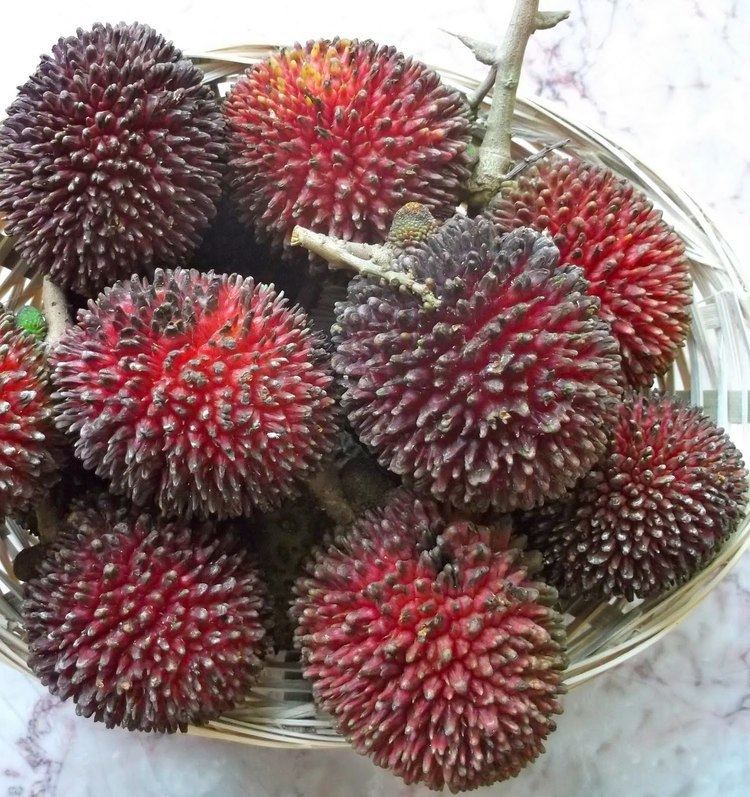 Pulasan Gastronaut Pulasan When Hairy met David