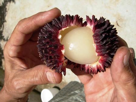 Pulasan Pulasan pulpjpg