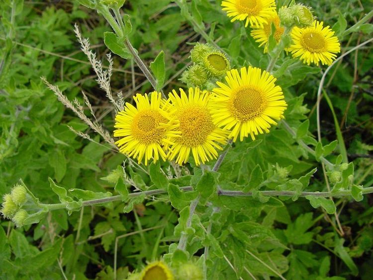 Pulicaria Index of kulakbiocampuslage plantenPulicaria dysenterica