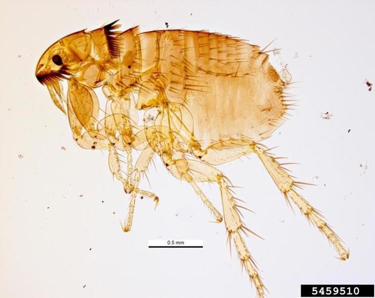 Pulicidae cat flea Ctenocephalides felis Siphonaptera Pulicidae 5459510