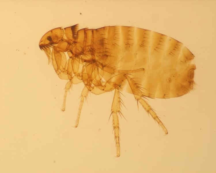 Pulicidae 