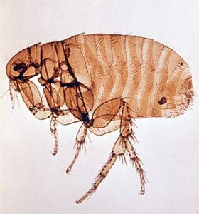 Pulicidae Variety of Life Pulicidae