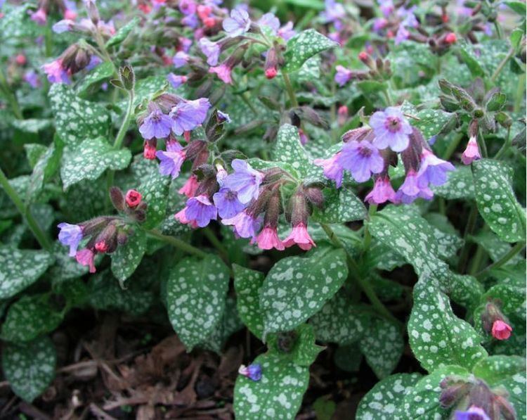 Pulmonaria Pulmonaria is a Deer Resistant Shade Plant