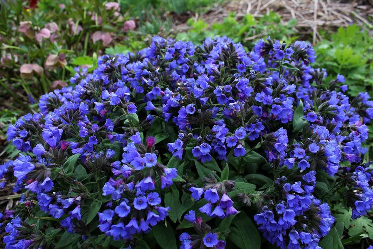 Pulmonaria Pulmonaria I think Ellis Hollow