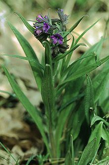 Pulmonaria angustifolia httpsuploadwikimediaorgwikipediacommonsthu