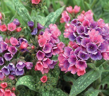 Pulmonaria wwwwhiteflowerfarmcommasassetscacheimageba