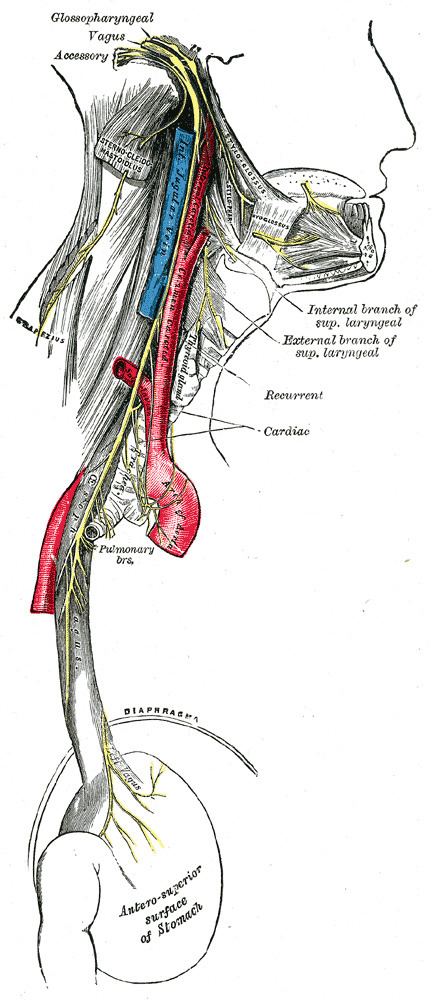 Pulmonary branches of vagus nerve