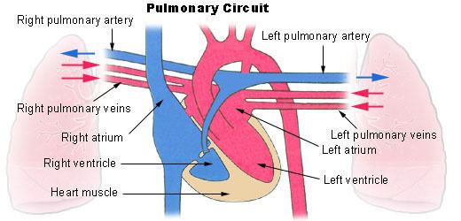 Pulmonary circulation