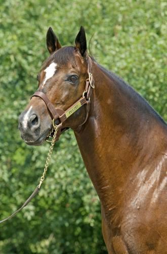 Pulpit (horse) Leading sire Pulpit dies unexpectedly at Claiborne Daily Racing Form