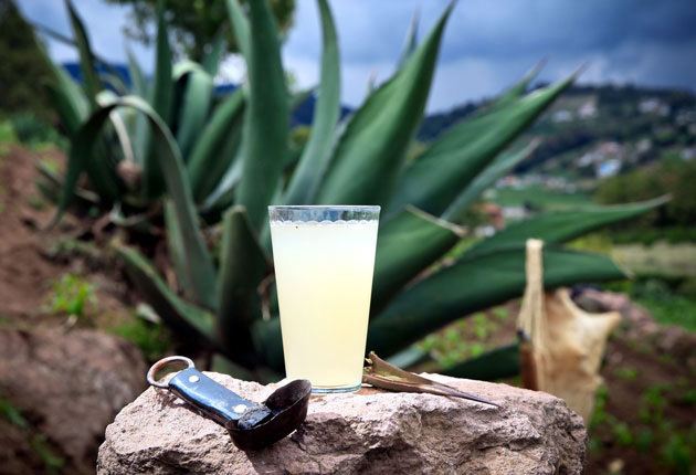 Pulque Mezcal Tequila and Pulque Bottoms up Mexico News Network