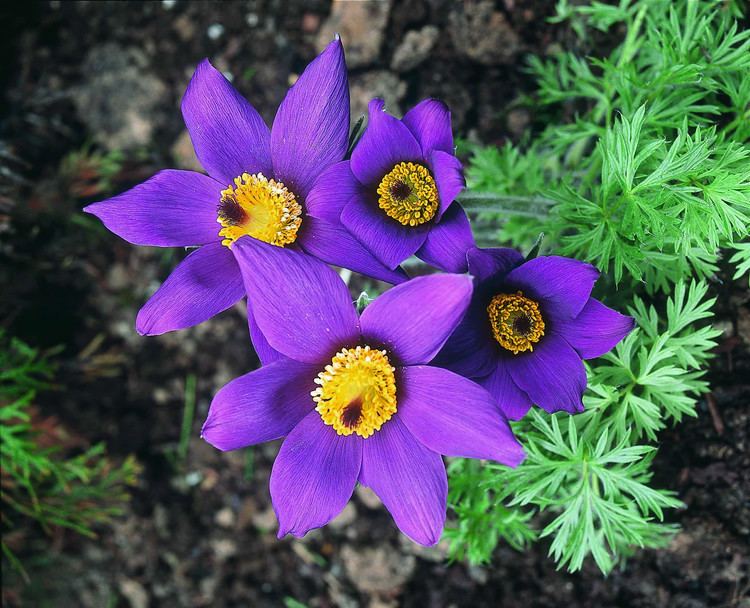 Pulsatilla wwwhomeopathicremediesblogcomwpcontentuploads