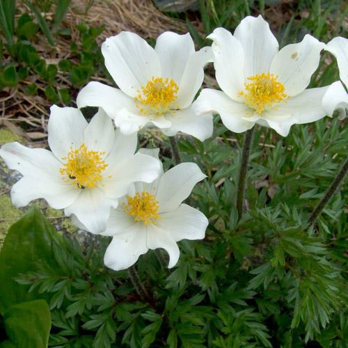 Pulsatilla alpina PULSATILLA ALPINA SEEDS Alpine Pasque Flower Alpine Anemone