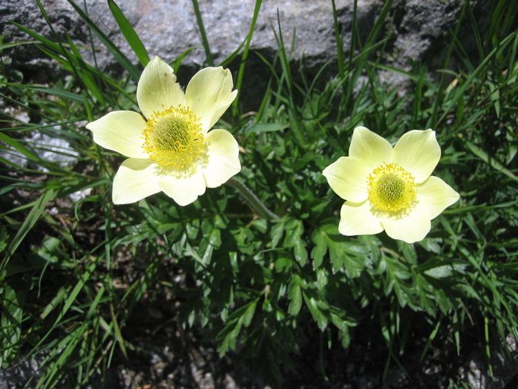 Pulsatilla alpina FilePulsatilla alpina subsp apiifolia 05jpg Wikimedia Commons