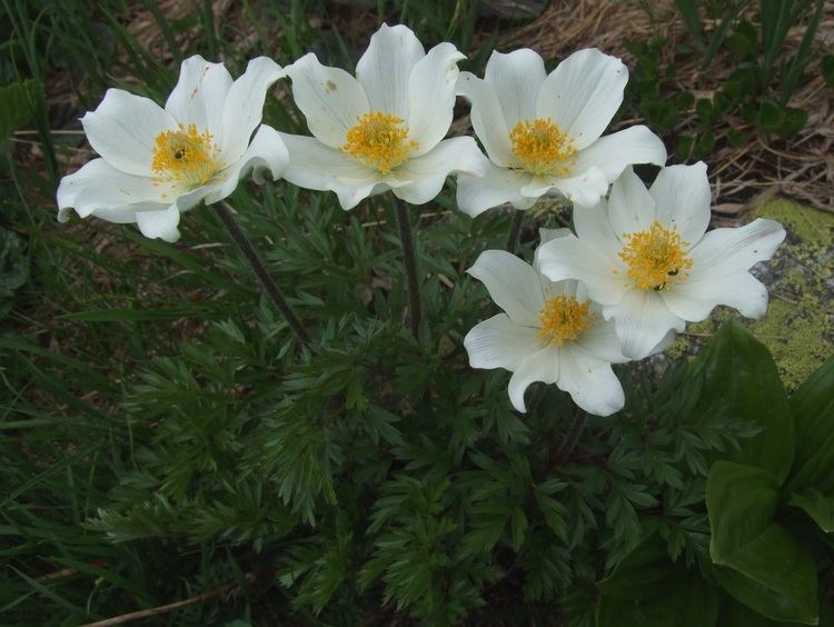 Pulsatilla alpina httpsuploadwikimediaorgwikipediacommons99