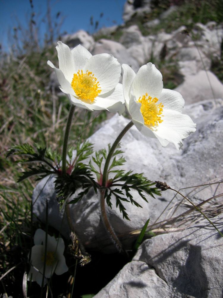 Pulsatilla alpina FilePulsatilla alpina0201JPG Wikimedia Commons