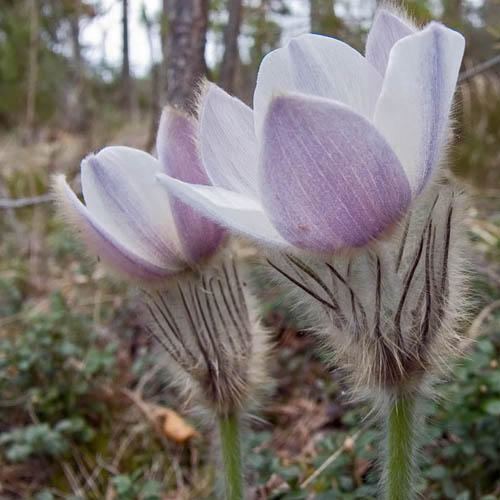 Pulsatilla vernalis PULSATILLA VERNALIS SEEDS Spring Pasque Flower Arctic Violet lady