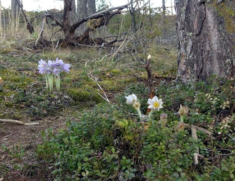 Pulsatilla vernalis Spring Pasque Flower Pulsatilla vernalis Flowers NatureGate
