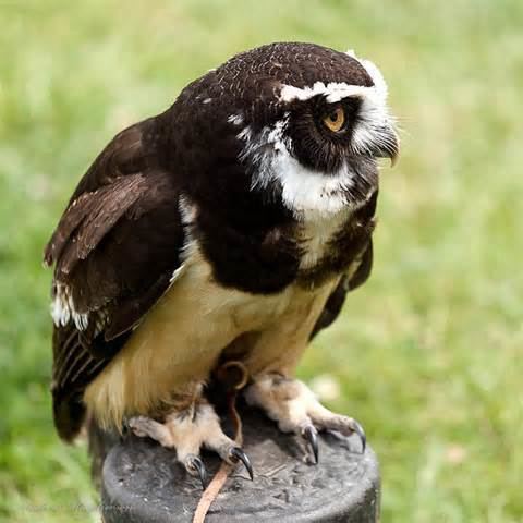 Pulsatrix More on Pulsatrix perspicillata Spectacled Owl