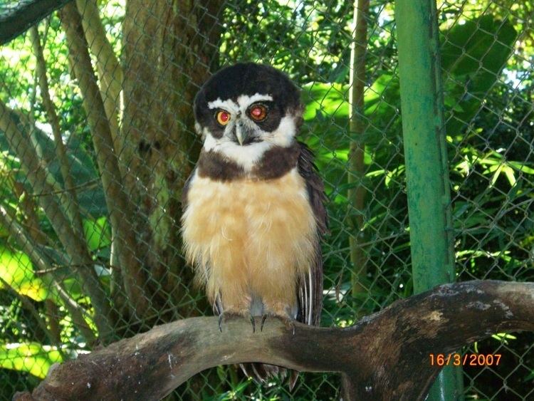 Pulsatrix SPECTACLED OWL Pulsatrix perspicillata FAUNA PARAGUAY