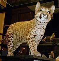 Pumapard httpsuploadwikimediaorgwikipediacommonsthu