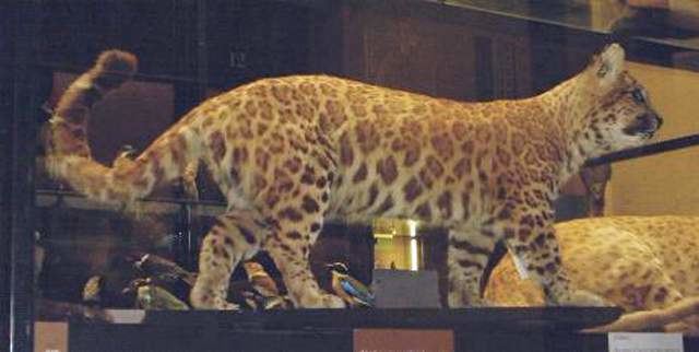 Pumapard 15 Animal Hybrids You Didn39t Know About Heavycom Page 11