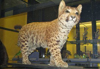 Pumapard Pumapard Natuarl History Museum Tring Big Cat Hybrids