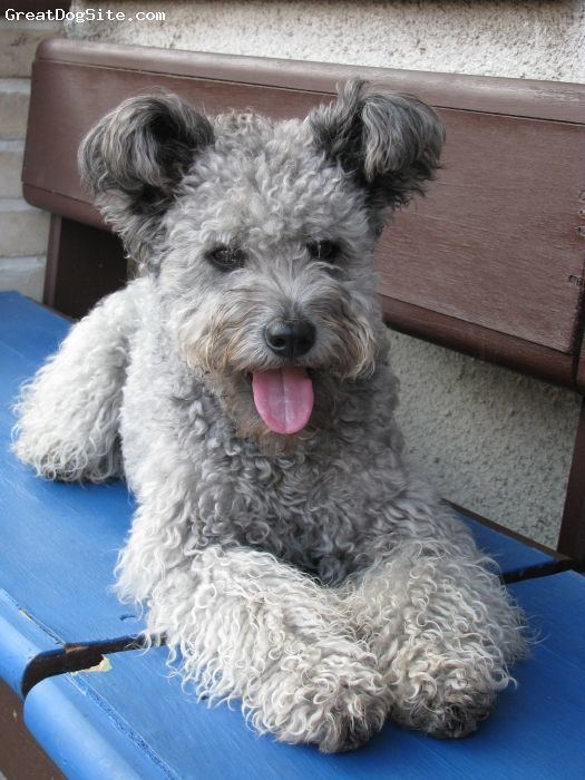 Pumi (dog) 1000 ideas about Pumi Dog on Pinterest Cute dogs breeds Rare dog
