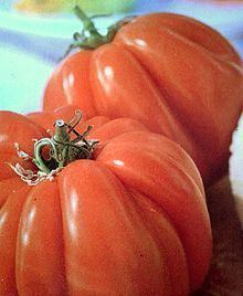 Pumpkin tomato httpsuploadwikimediaorgwikipediacommonsthu