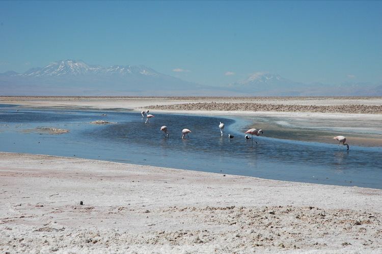 Puna de Atacama dispute