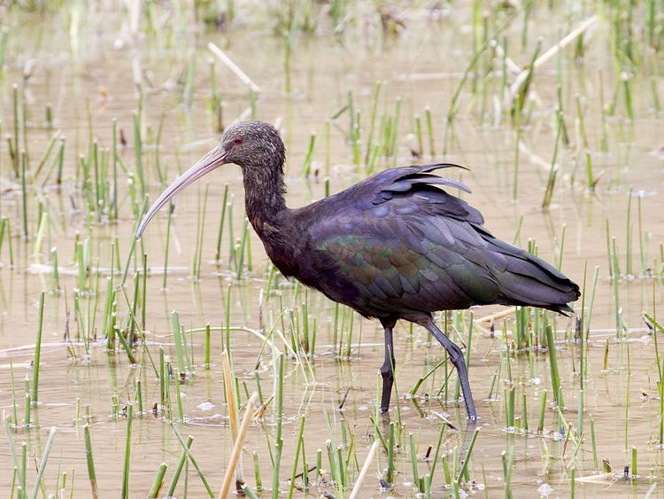 Puna ibis httpsuploadwikimediaorgwikipediacommonsaa