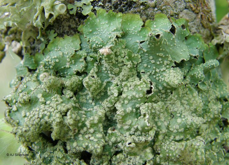 Punctelia Punctelia subrudecta images of British lichens