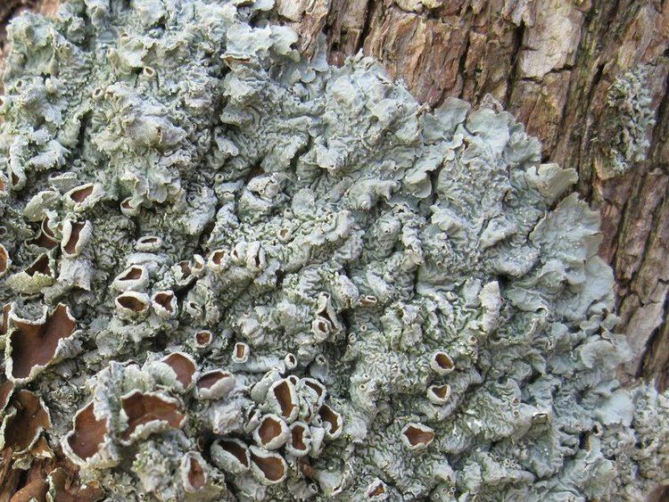 Punctelia Ways of Enlichenment Lichens of North America