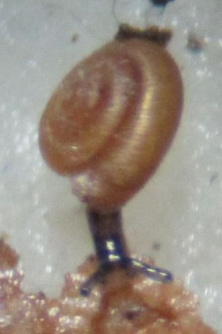 Punctum (gastropod)