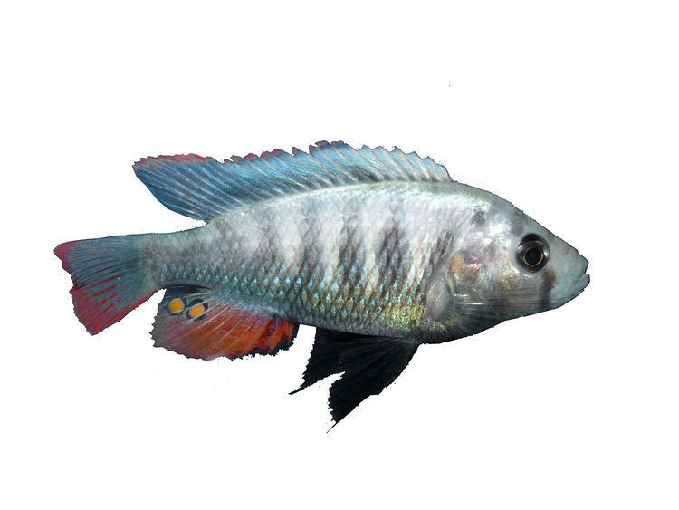 Pundamilia Haplochromis pundamilia Wikipedia