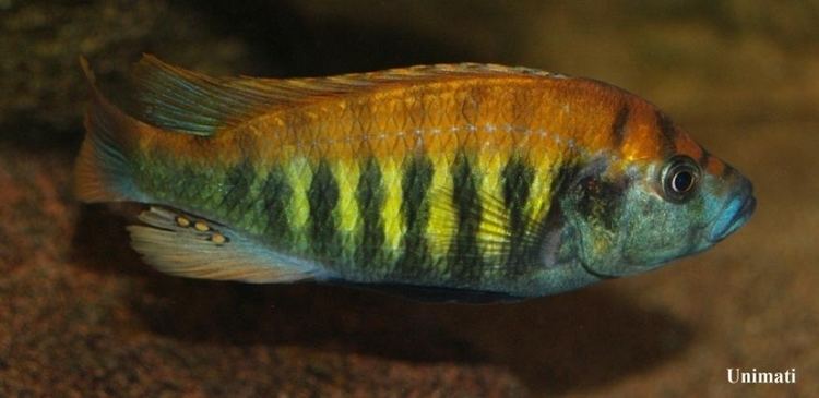 Pundamilia Pundamilia nyererei Haplochromis nyererei Seriously Fish