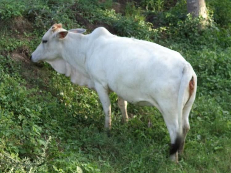 Punganur cattle Punganur Cow JungleKeyin Image