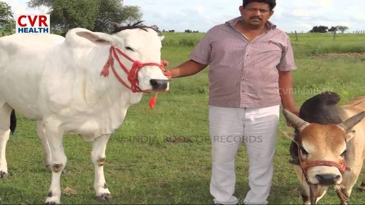 Punganur cattle Special Story on Punganur Cow Raithe Raju YouTube