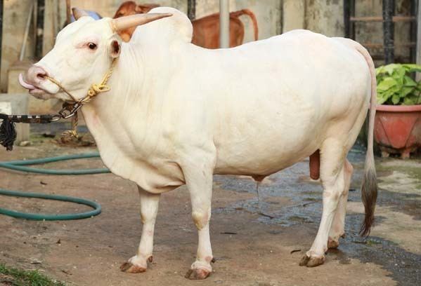 Punganur cattle OUR BREEDS