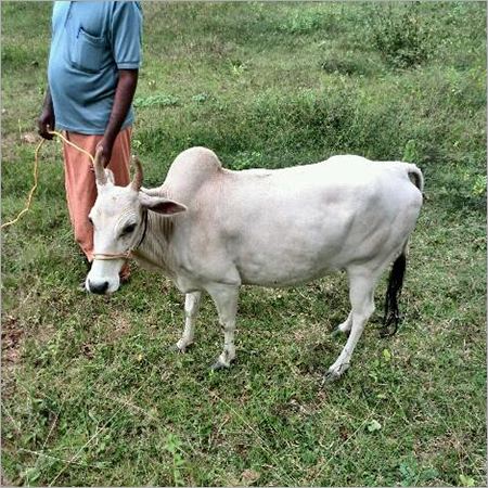 Punganur cattle Punganur Cow Punganur Cow Supplier Trading Company Chittoor India