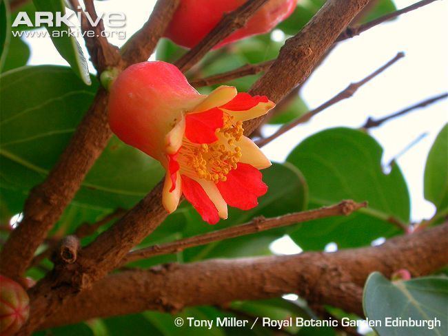 Punica Pomegranate tree photo Punica protopunica G80887 ARKive