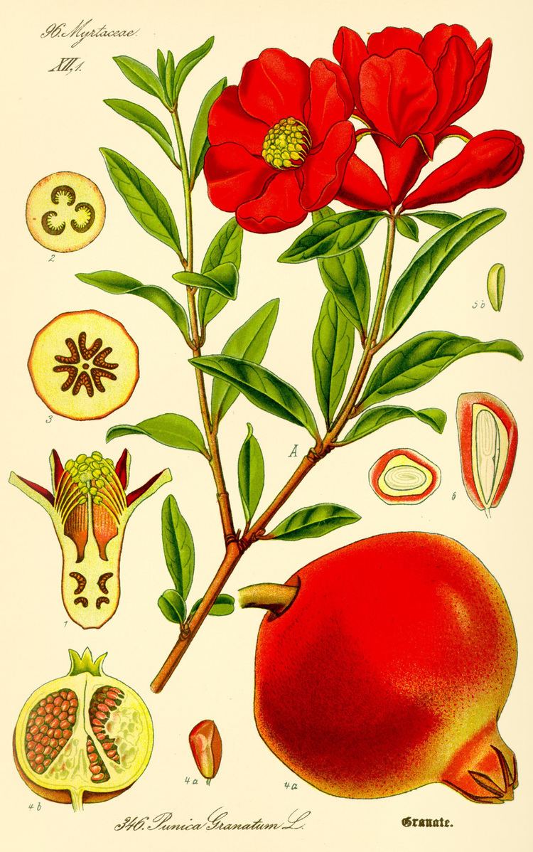 Punica Pomegranate Wikipedia