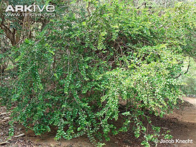 Punica protopunica Pomegranate tree videos photos and facts Punica protopunica ARKive