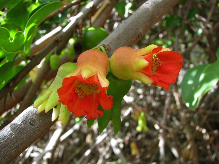 Punica protopunica Punica protopunica Socotran pomegranate Lythraceae Looses Flickr