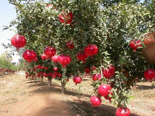 Punica protopunica Socotra Pomegranate Tree Punica protopunica The Vulnerable