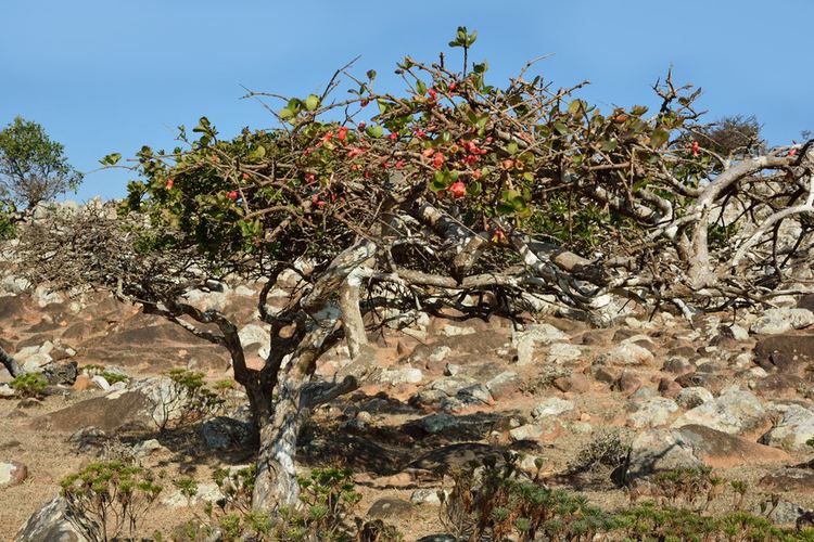 Punica protopunica Holiday Destination Socotra Yemen Socotran pomegranate tree
