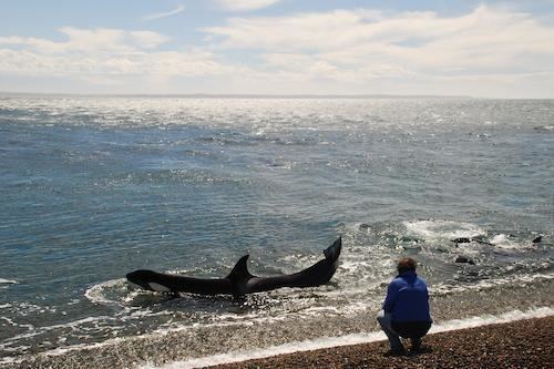 Punta Ninfas Killer Whales in Punta Ninfas in Punta Ninfas 3 reviews and 8 photos