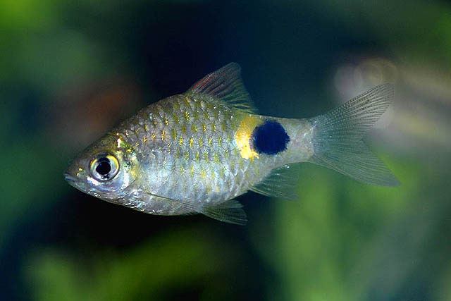 Puntius Fish Identification