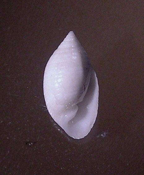 Pupa (gastropod)